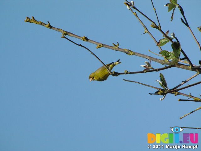 SX18755 Greenfinch (Carduelis chloris) in tree